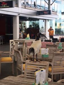 11800623_10153067527573553_5247291466268954261_n